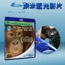  狂野在紅猩猩的王國裡 In the Realm Of The Red Ape (藍光25G)