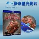  食人巨蛛 Camel Spiders (藍光25G)