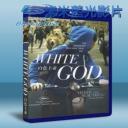   忠犬追殺令 White God (2014) 藍光25G