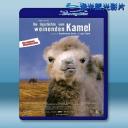  駱駝駱駝不要哭 The Story of the Weeping Camel [2003] 藍光25G